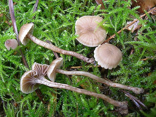 La  Foresta  Igrofila  di  Ettingen